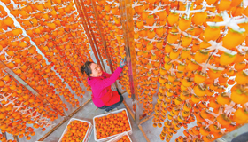 10月30日，萬榮縣漢薛鎮柿柿紅柿餅加工廠員工正在晾曬柿子。